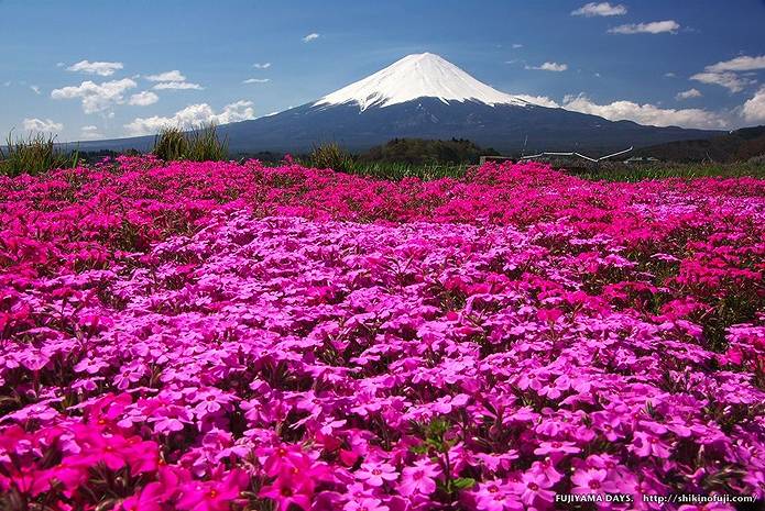 今日は富士山の日です