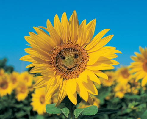 Smiling yellow flower